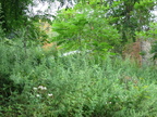 IMG 4466